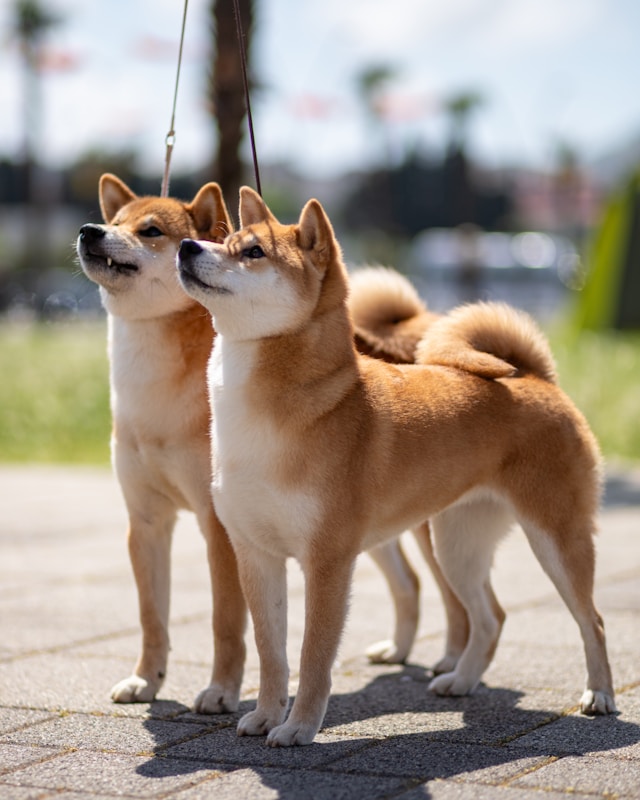 Akita 2