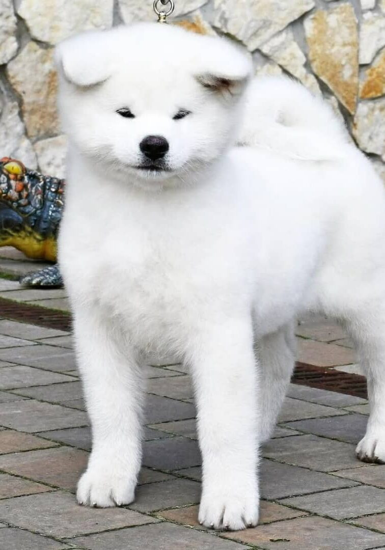 Arya Female Akita puppy Arya Female Akita puppy