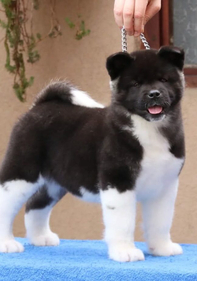 Eliza Female Akira Puppy Eliza Female Akira Puppy