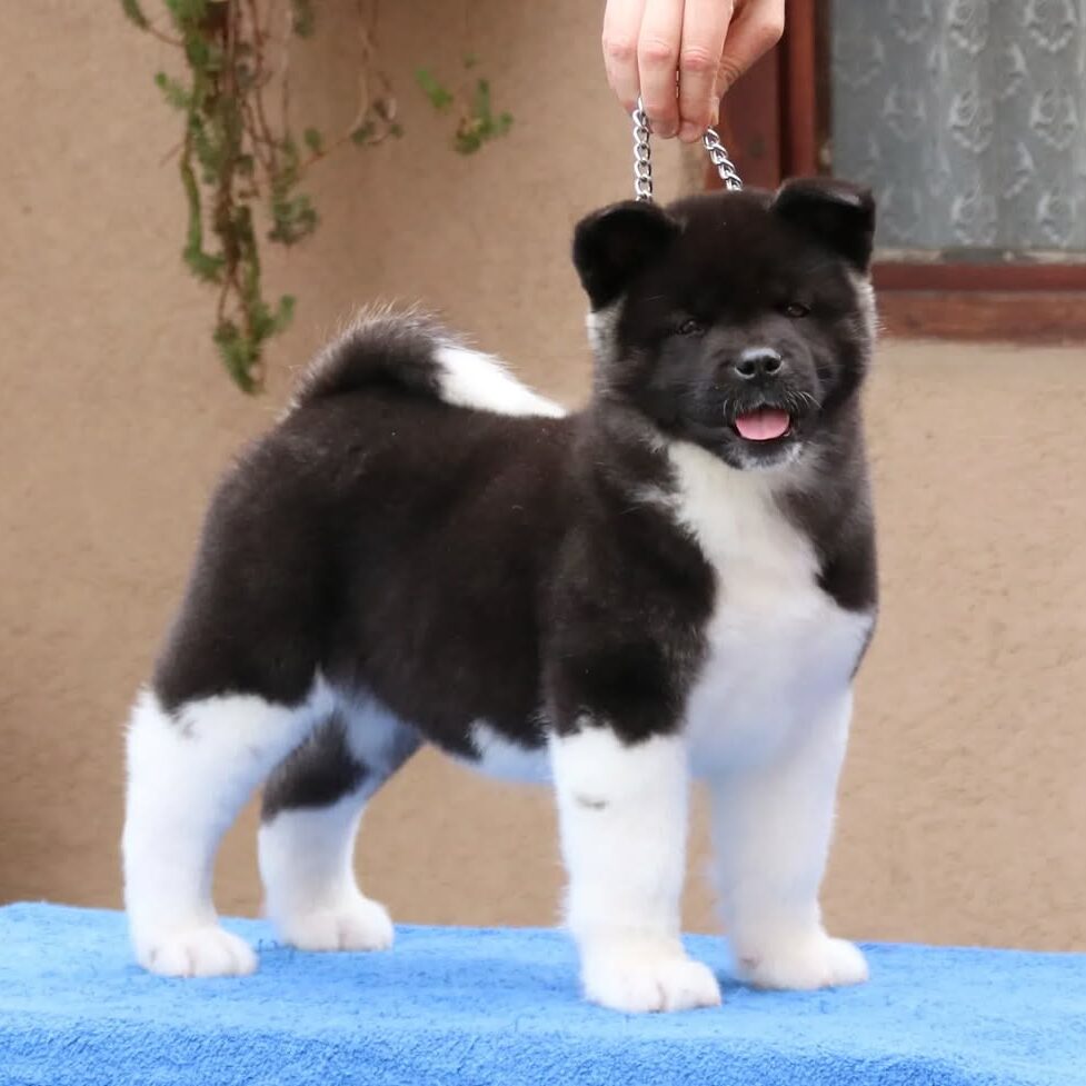 Eliza Female Akira Puppy Eliza Female Akira Puppy