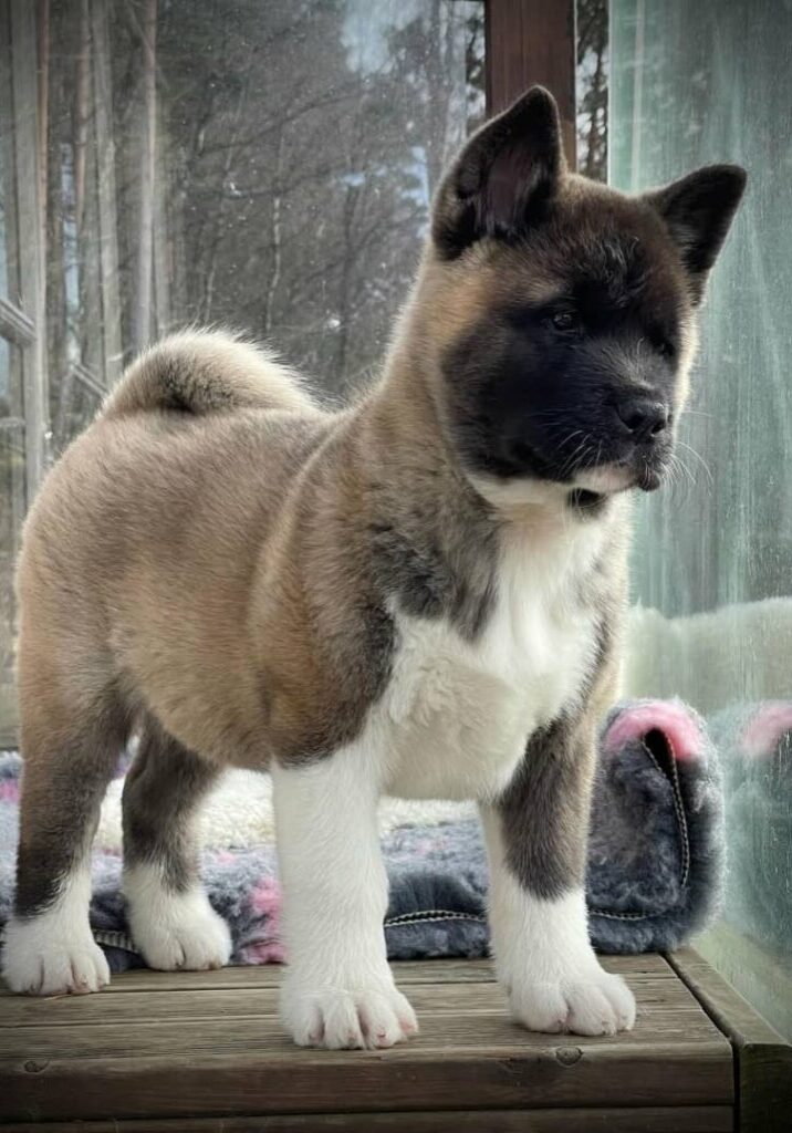 Ivy female Akira Puppy Ivy female Akira Puppy