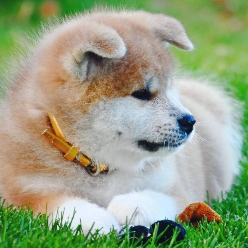 Kara Male Akita puppy Kara Male Akita puppy