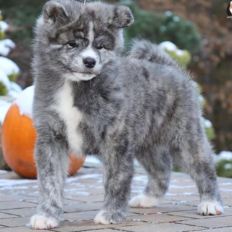 Roi Male Akira Puppy Roi Male Akira Puppy