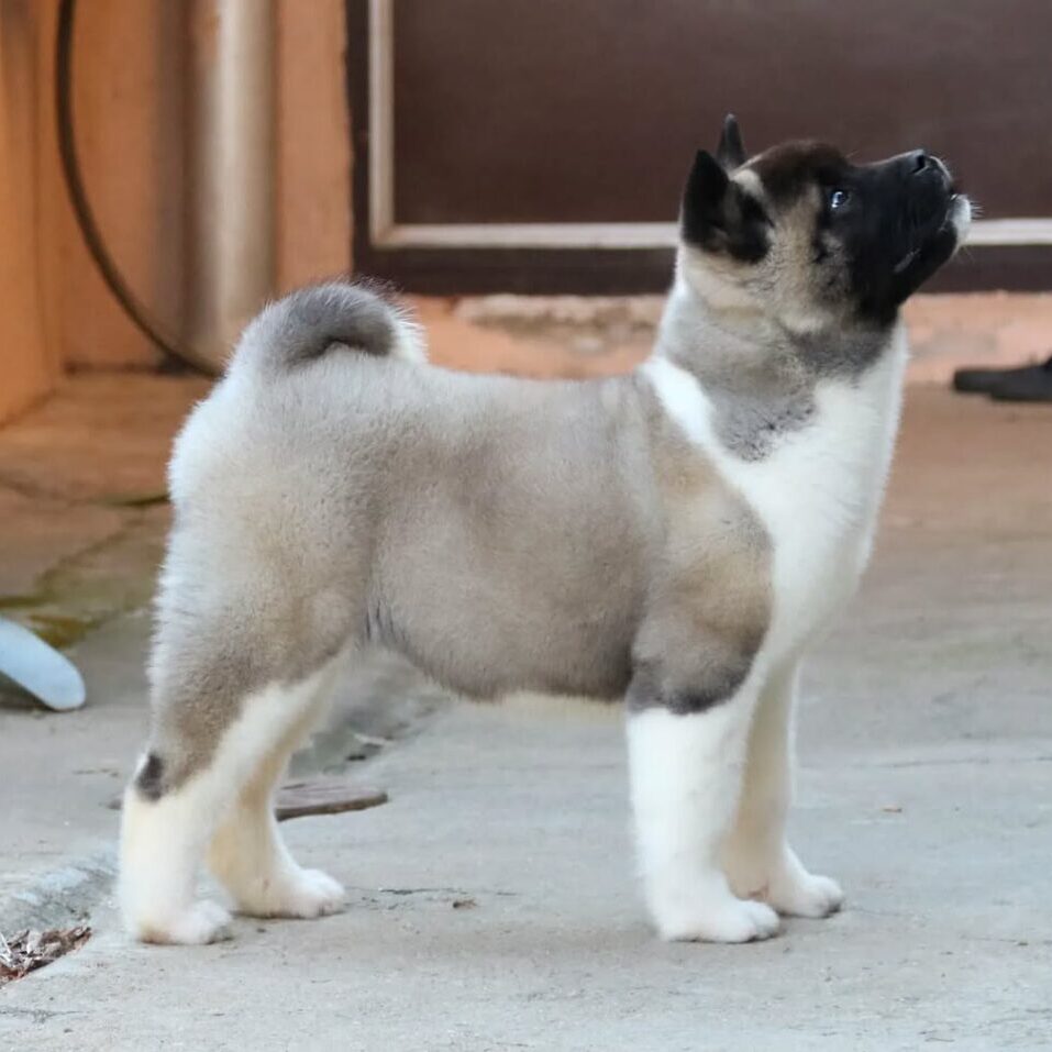 Rosa Female Akita puppy Rosa Female Akita puppy